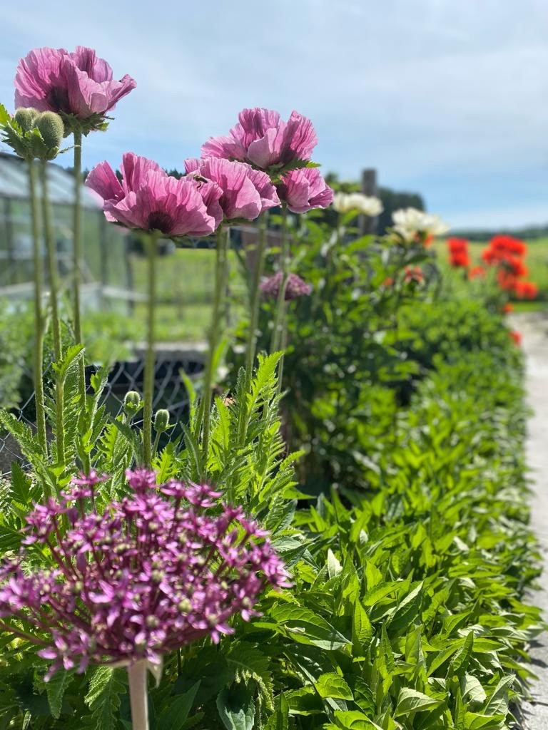 Kappler Garten- und Landschaftsbau