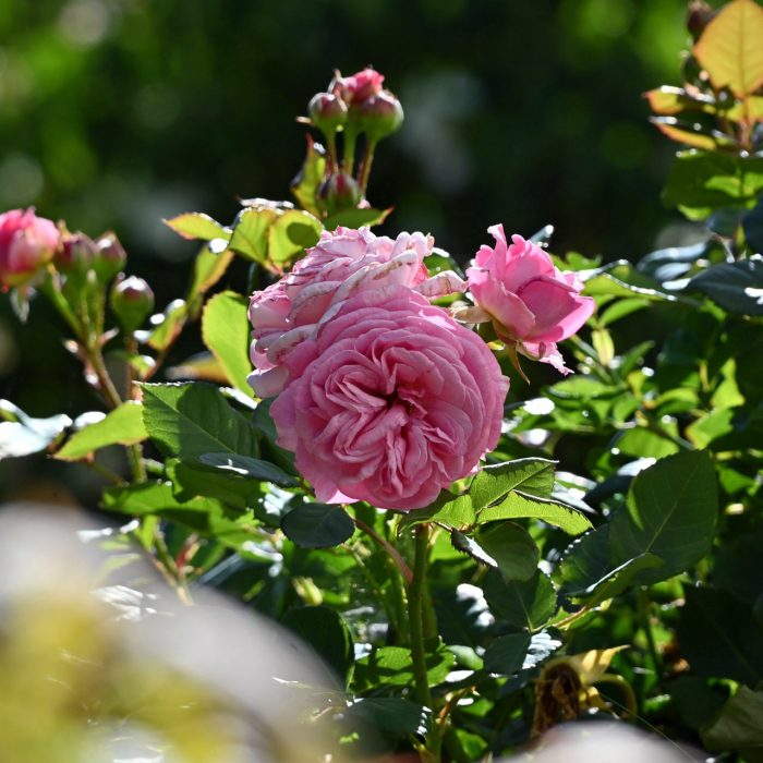 Rose